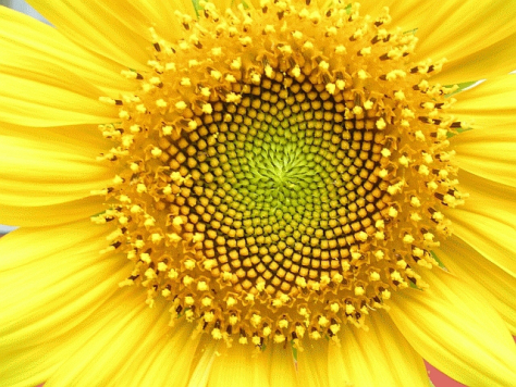 sunflowerspiral